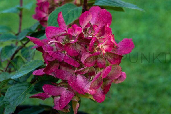 Hortensja bukietowa Diamant Rouge PBR - Hydrangea paniculata