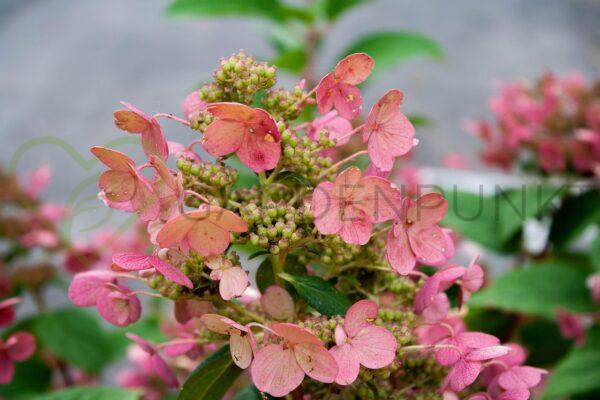 Hortensja bukietowa Early Harry PBR - Hydrangea paniculata