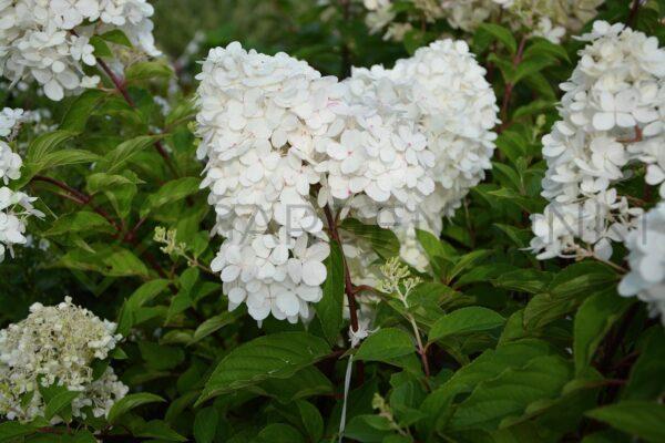 Hortensja bukietowa Hercules PBR - Hydrangea paniculata