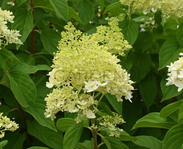 Hortensja bukietowa Magical Candle PBR - Hydrangea paniculata