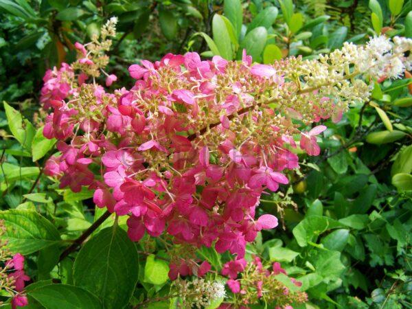 Hortensja bukietowa Magical Flame PBR - Hydrangea paniculata