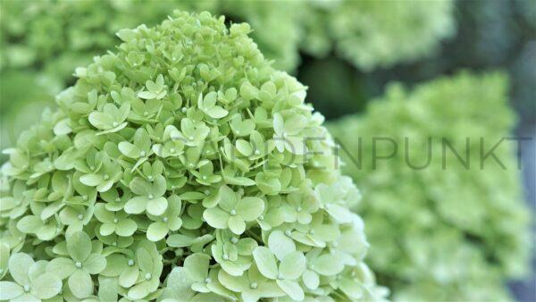 Hortensja bukietowa Mojito PBR - Hydrangea paniculata