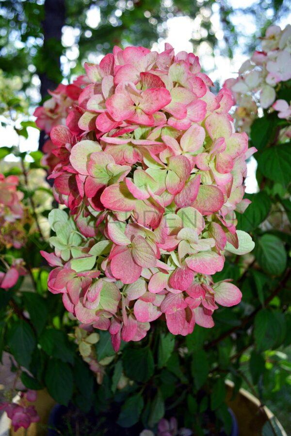 Hortensja bukietowa Pastelgreen PBR - Hydrangea paniculata