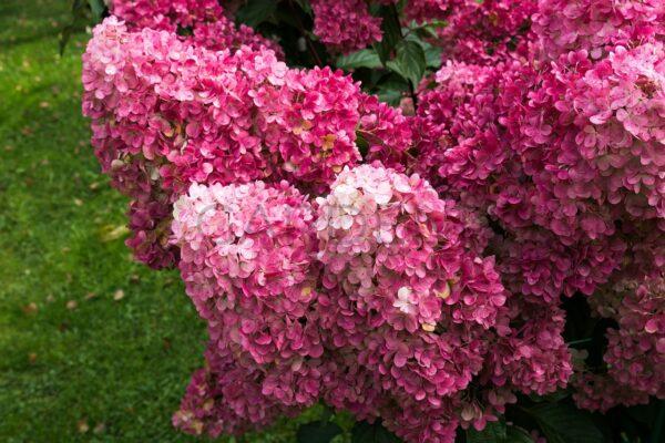 Hortensja bukietowa Petite Cherry PBR - Hydrangea paniculata