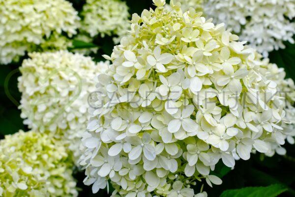 Hortensja bukietowa Petite Lantern PBR - Hydrangea paniculata
