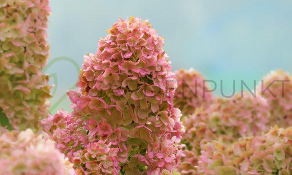 Hortensja bukietowa Petite Star PBR - Hydrangea paniculata