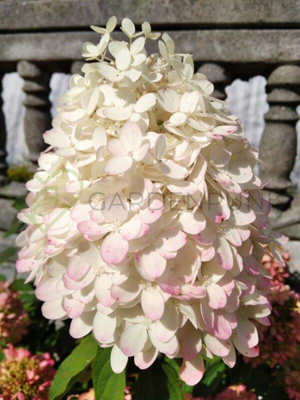 Hortensja bukietowa Magical Mont Blanc PBR - Hydrangea paniculata