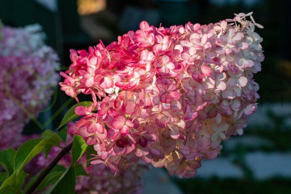 Hortensja bukietowa Pinkachu PBR - Hydrangea paniculata