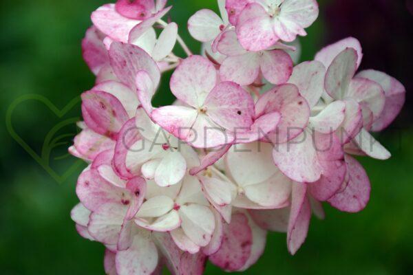 Hortensja bukietowa Pink&Rose PBR - Hydrangea paniculata