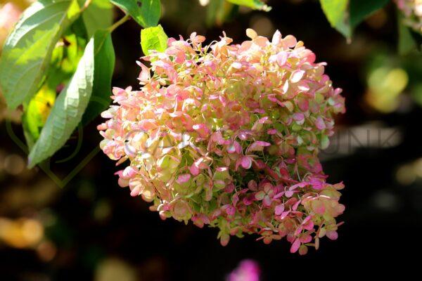 Hortensja bukietowa Pixio PBR - Hydrangea paniculata