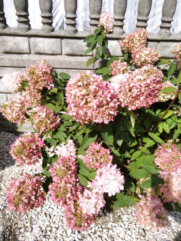 Hortensja bukietowa Magical Sweet Summer PBR - Hydrangea paniculata