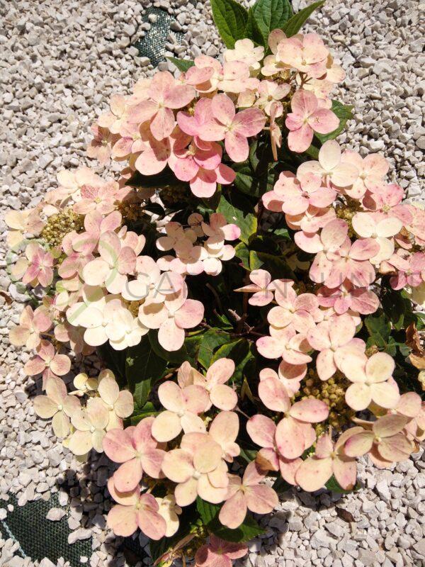Hortensja bukietowa Polestar PBR - Hydrangea paniculata