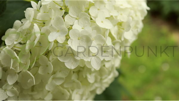 Hortensja bukietowa Silver Dollar - Hydrangea paniculata