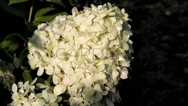 Hortensja bukietowa Skyfall PBR - Hydrangea paniculata