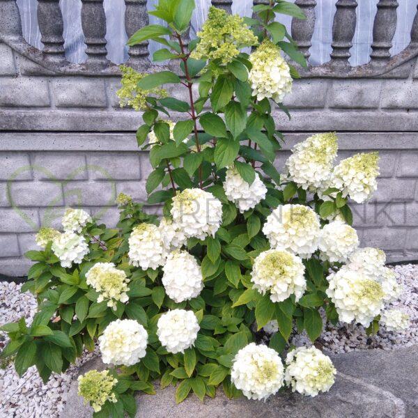 Hortensja bukietowa Skyfall PBR - Hydrangea paniculata - obrazek 2