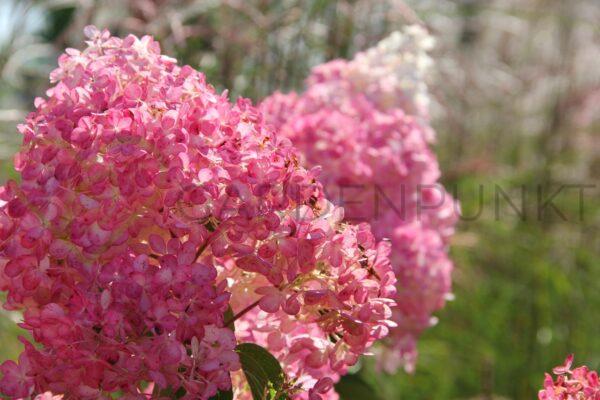 Hortensja bukietowa Sundae Fraise PBR - Hydrangea paniculata