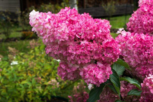 Hortensja bukietowa Vanille Fraise PBR - Hydrangea paniculata