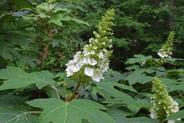 Hortensja dębolistna Snow Queen - Hydrangea quercifolia