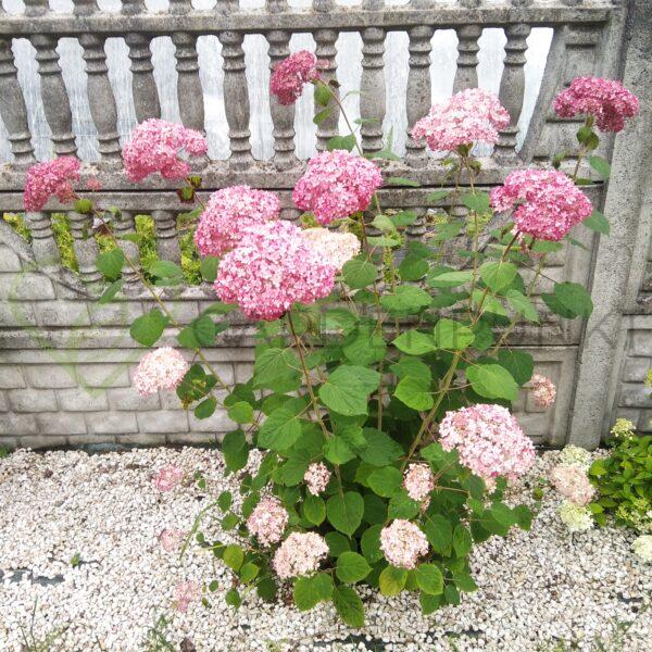 Hortensja drzewiasta, krzewiasta Candybelle Marshmallow - Hydrangea arborescens - obrazek 2