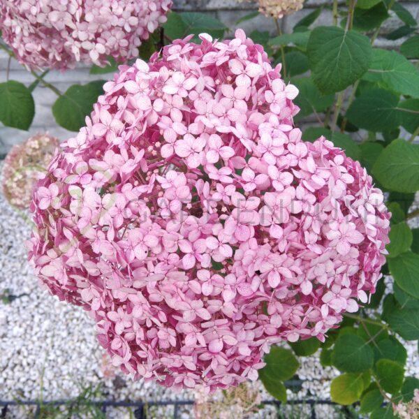 Hortensja drzewiasta, krzewiasta Candybelle Marshmallow - Hydrangea arborescens