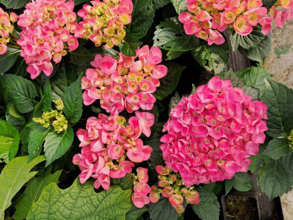Hortensja ogrodowa Bouquet Rose - Hydrangea macrophylla