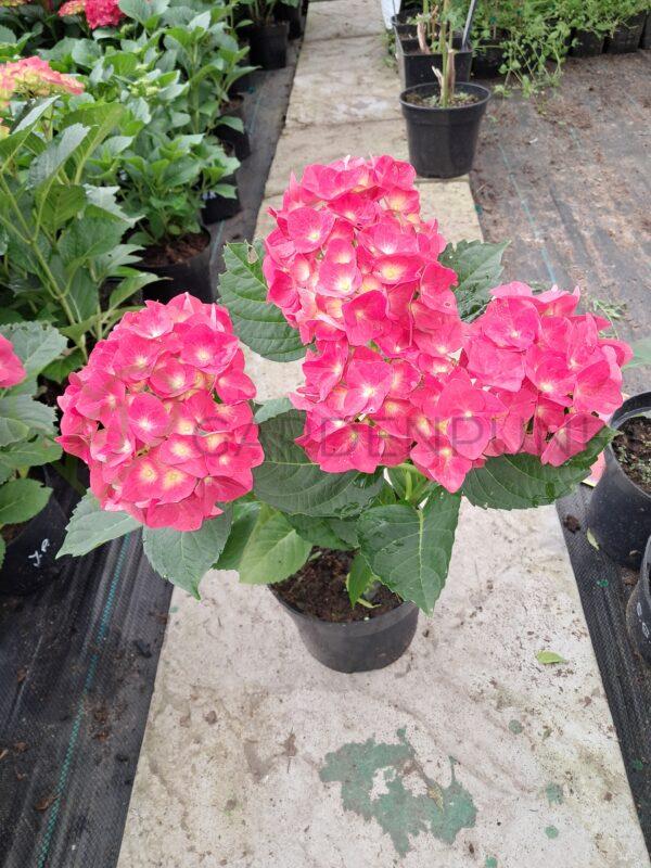 Hortensja ogrodowa Jip Pink - Hydrangea macrophylla