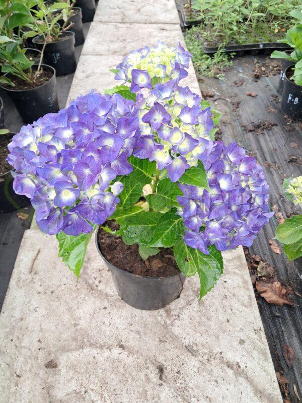 Hortensja ogrodowa Nikko Blue - Hydrangea macrophylla