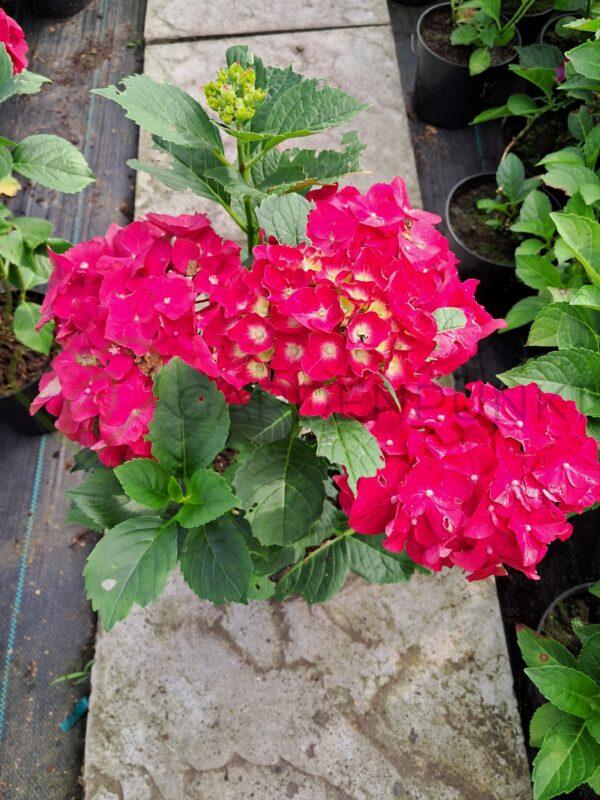 Hortensja ogrodowa Red Baron - Hydrangea macrophylla