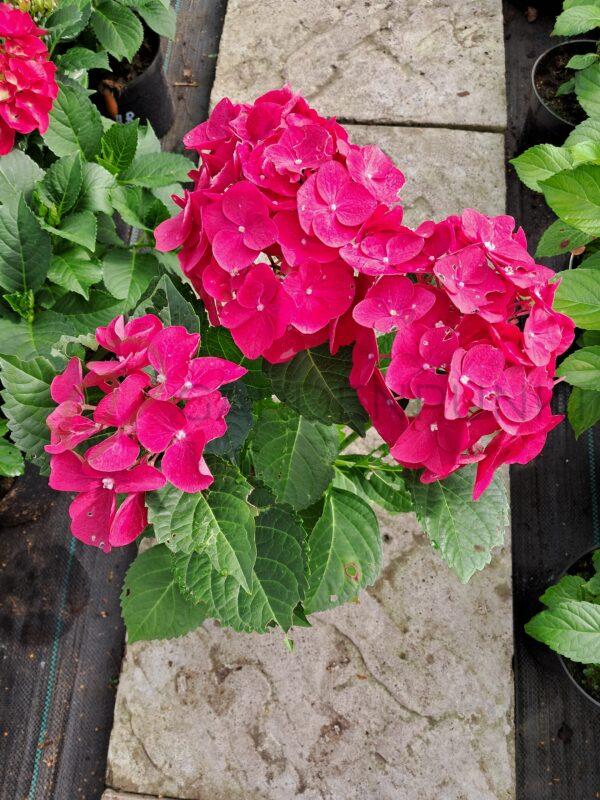 Hortensja ogrodowa Royal Red - Hydrangea macrophylla