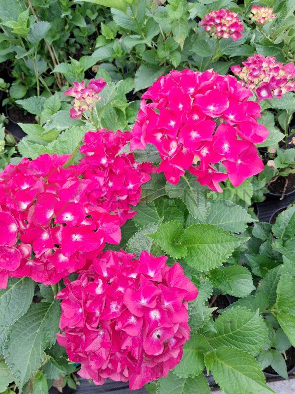 Hortensja ogrodowa Royal Red Purple - Hydrangea macrophylla