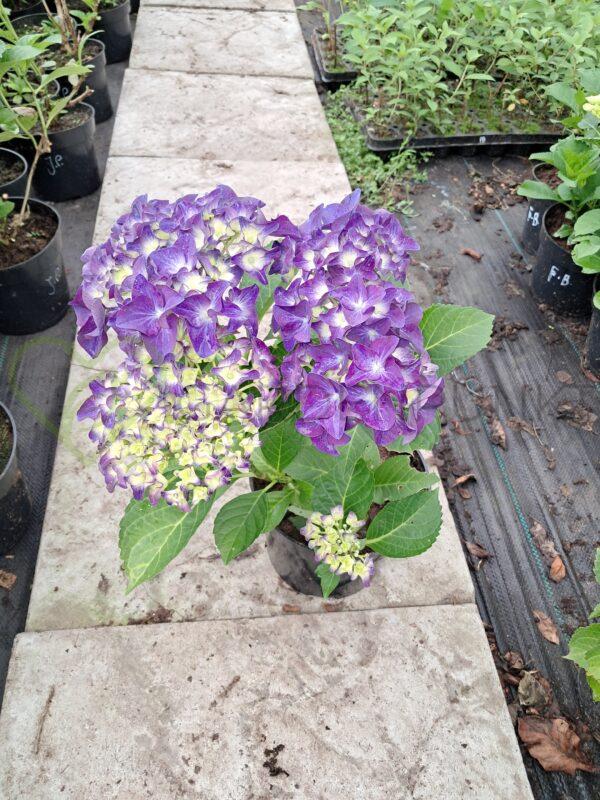 Hortensja ogrodowa Jip Blue - Hydrangea macrophylla