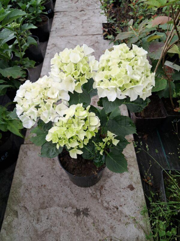 Hortensja ogrodowa Bianco - Hydrangea macrophylla