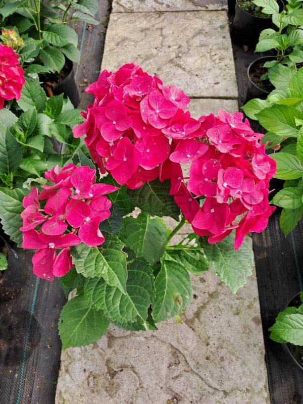 Hortensja ogrodowa Speedy Red Improved - Hydrangea macrophylla