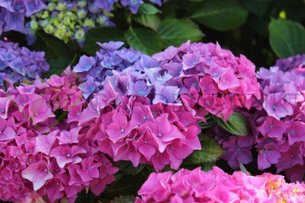 Hortensja ogrodowa You&Me Together PBR - Hydrangea macrophylla