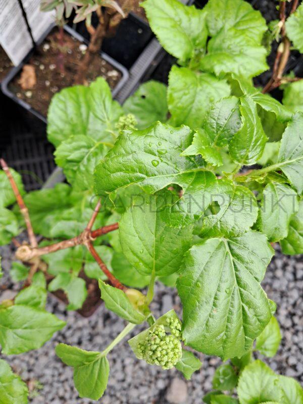Hortensja pnąca - Hydrangea anomala subs. petiolaris