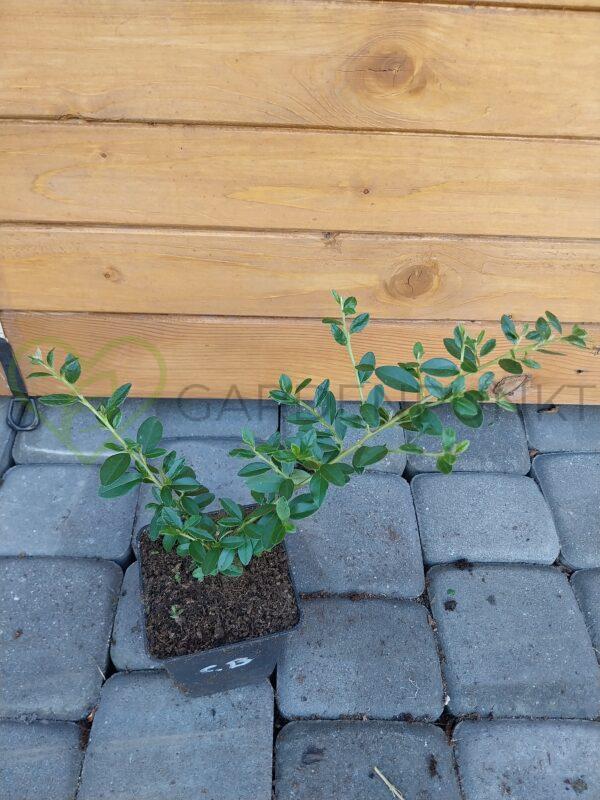 Irga Dammera Major - Cotoneaster dammeri - obrazek 2
