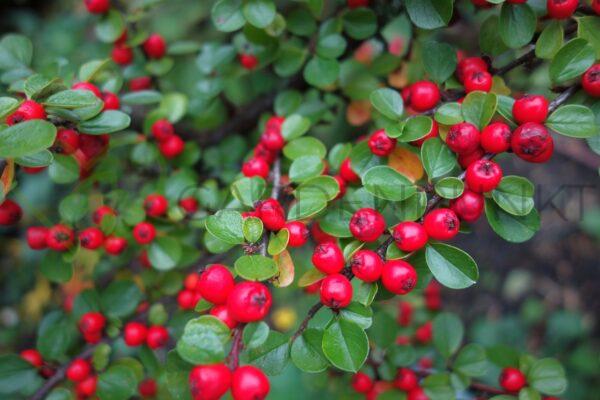 Irga Dammera Major - Cotoneaster dammeri
