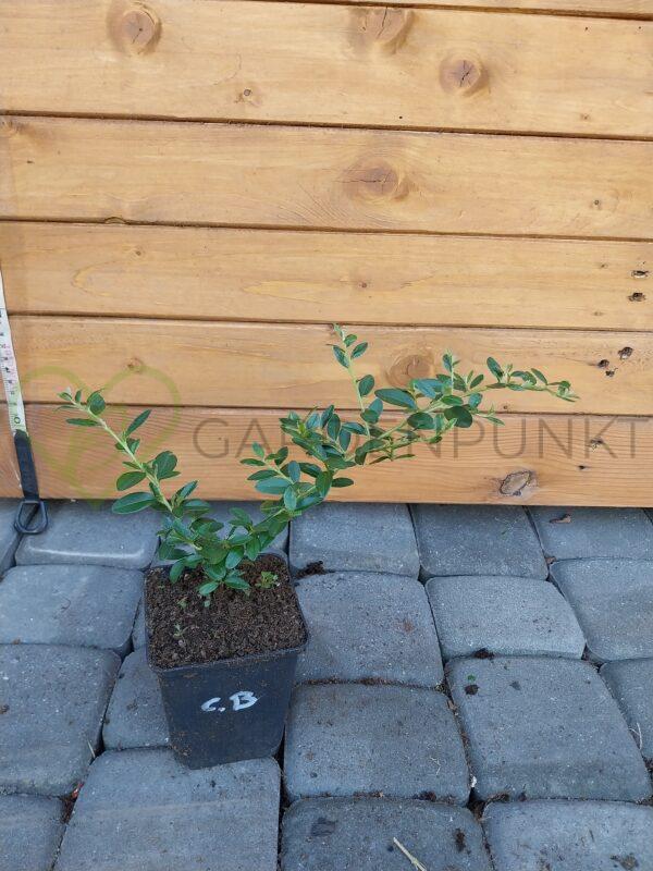 Irga szwedzka Coral Beauty - Cotoneaster x suecicus - obrazek 2