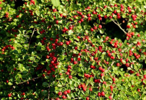 Irga szwedzka Coral Beauty - Cotoneaster x suecicus