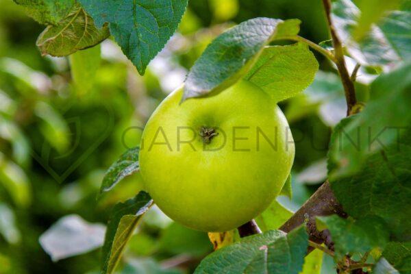 Jabłoń kolumnowa Green Cats - Malus