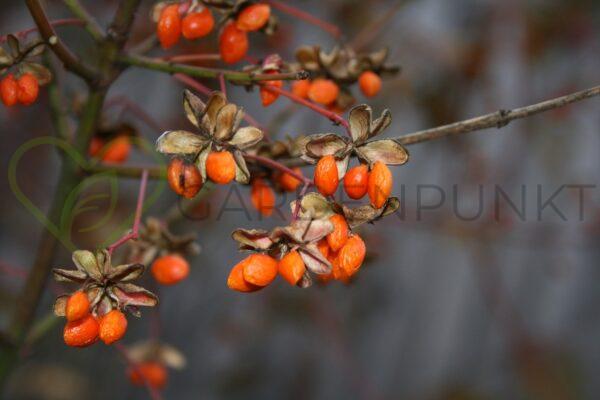 Jagoda goji, kolcowój szkarłatny Korean Big - Lycium barbarum