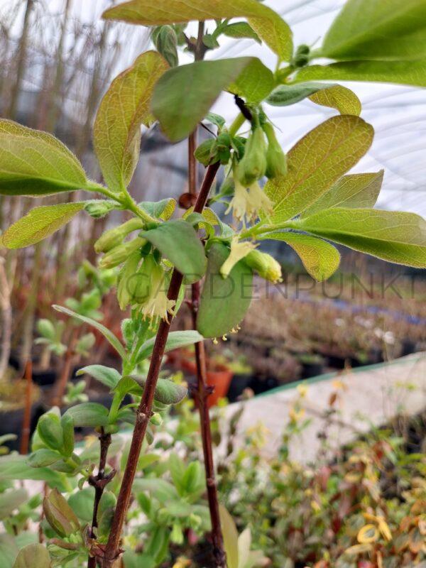 Jagoda kamczacka Boreal Blizzard PBR - Lonicera caerulea var. kamtschatica