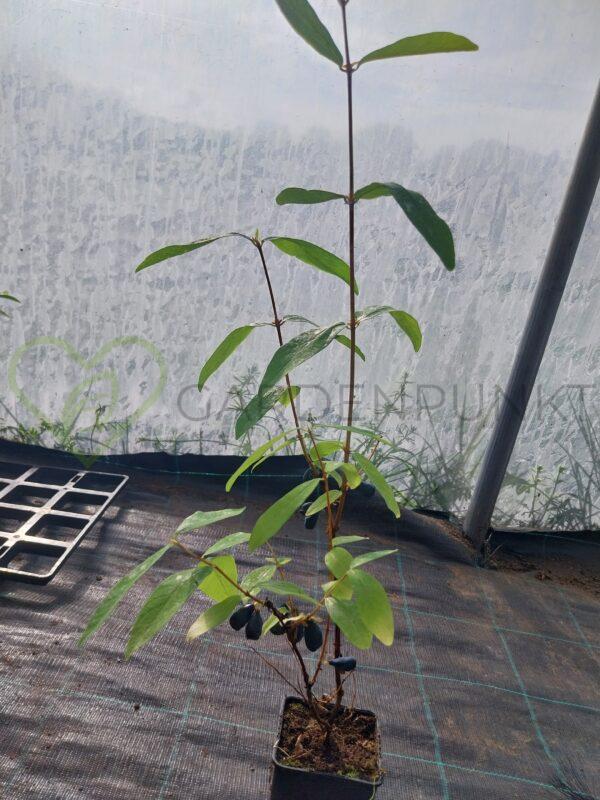 Jagoda kamczacka Blue Banana PBR - Lonicera caerulea var. kamtschatica