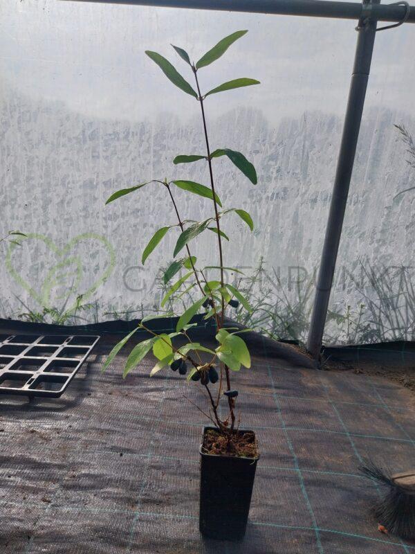 Jagoda kamczacka Indigo Gem - Lonicera caerulea var. kamtschatica