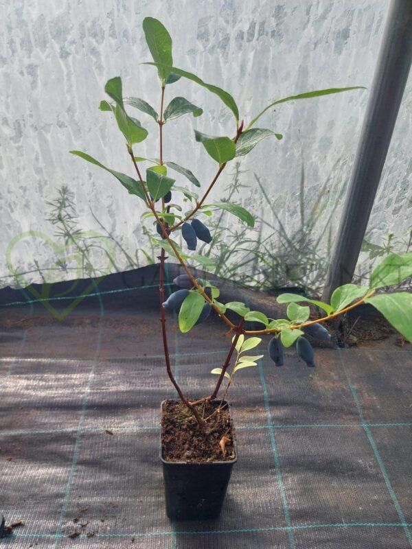 Jagoda kamczacka Wojtek - Lonicera caerulea var. kamtschatica