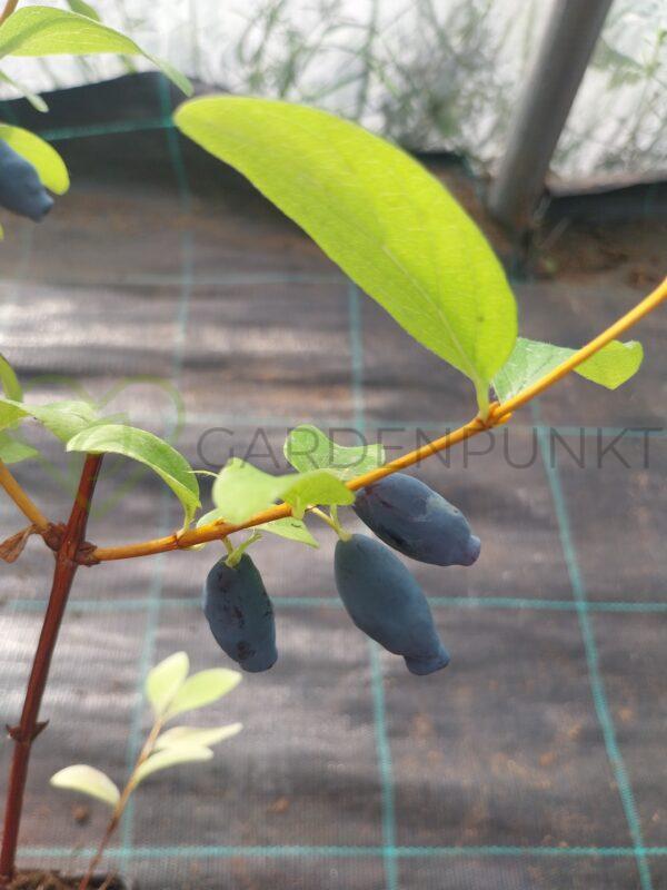 Jagoda kamczacka Leningradskij Velikan - Lonicera caerulea var. kamtschatica
