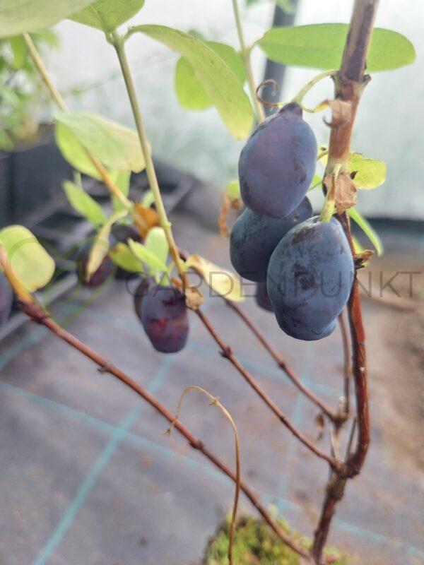 Jagoda kamczacka Wojtek - Lonicera caerulea var. kamtschatica