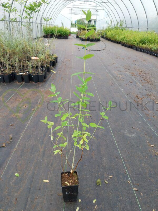 Jagoda kamczacka Aurora PBR - Lonicera caerulea var. kamtschatica
