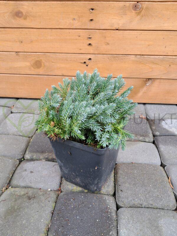 Jałowiec łuskowaty Blue Star - Juniperus squamata