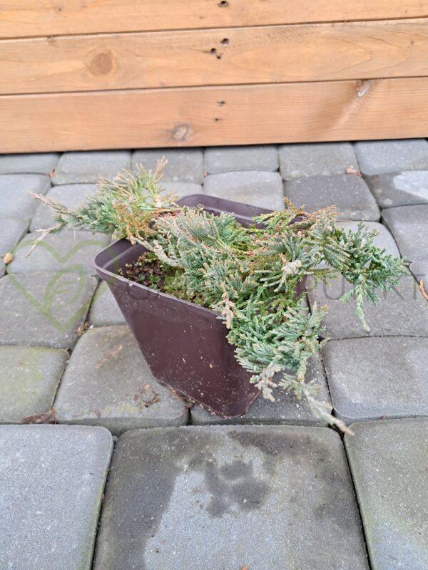 Jałowiec płożący Wiltonii - Juniperus horizontalis - obrazek 2